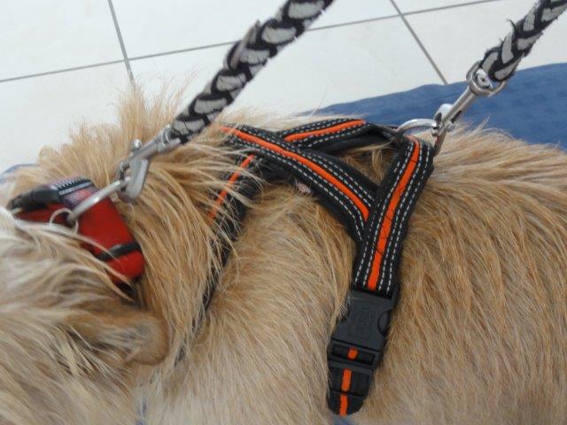 Tierschutz la Palma e.V. Ein Hund zieht ein